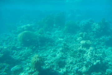 Naklejka na ściany i meble Under water. Coral and algae