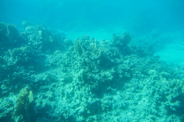 Naklejka na ściany i meble Under water. Coral and algae