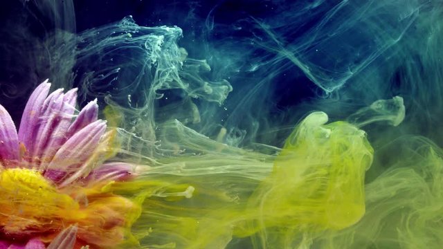 Flowers of pyrethrum. Colorful ink in water.