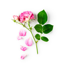 Obraz premium Pink rose flower with bud, stem and leaves