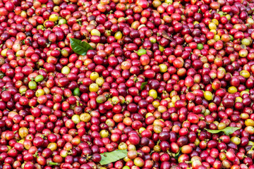 Close up of red Arabica coffee berries background