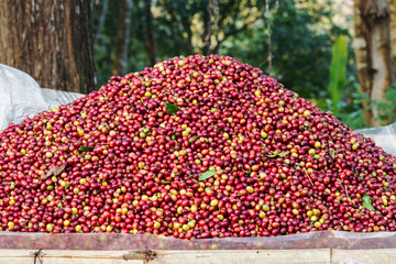 Pile of red Arabica coffee berries on farm