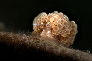 Nudibranch Doto ussi. Underwater macro photography from Romblon, Philippines