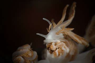 Nudibranch Phyllodesmium jakobsenae. Underwater macro photography from Romblon, Philippines