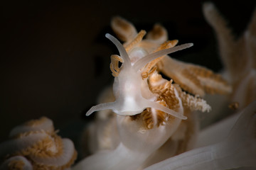 Nudibranch Phyllodesmium jakobsenae. Underwater macro photography from Romblon, Philippines