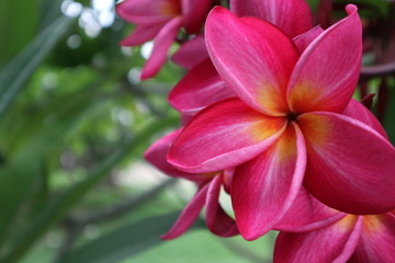 Fototapeta na wymiar pink plumeria flower