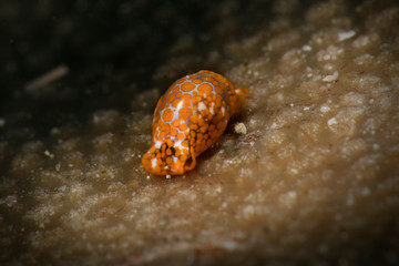 Haminoea bubble snails. Underwater macro photography from Romblon, Philippines