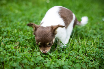 Hund sucht Essen