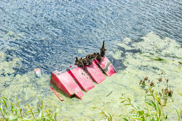 Ducklings swimming in polluted river. Ecology concept.