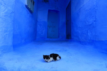 Blue street walls of the popular city of Morocco, Chefchaouen. Traditional moroccan architectural details. 