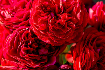 Background of their red roses close up