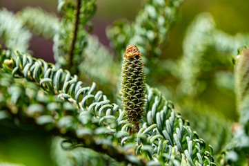 Molodaf greenish cone close-up on branch Abies koreana Silberlocke - spruce with twisted silver needles on blurred green background. Selective focus. Nature concept for design.