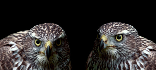 Two hawks on a black background