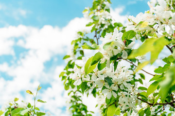 Flowers of an apple tree close up against a blue sky