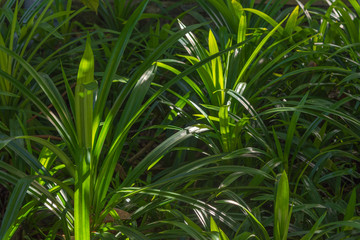  grass on green background