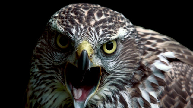 Hawk with open beak on black background