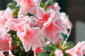 Delightful pink and white azalea flowers.