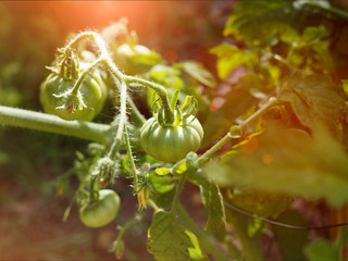 Organic green tomato planting in garden