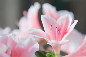 Fotobehang Azalea Delightful pink and white azalea flowers.  © Mikhail