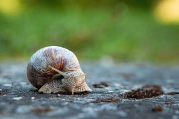 Background, nature, snail crawling on a stone in the park, close-up, soft focus. Snails in the city park. Wildlife