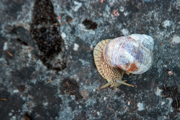 Background, nature, snail crawling on a stone in the park, close-up, soft focus. Snails in the city park. Wildlife