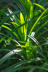  grass on green background