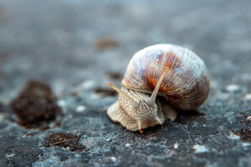 Background, nature, snail crawling on a stone in the park, close-up, soft focus. Snails in the city park. Wildlife