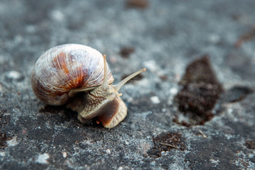 Background, nature, snail crawling on a stone in the park, close-up, soft focus. Snails in the city park. Wildlife
