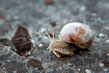 Background, nature, snail crawling on a stone in the park, close-up, soft focus. Snails in the city park. Wildlife