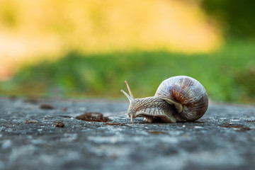 Background, nature, snail crawling on a stone in the park, close-up, soft focus. Snails in the city park. Wildlife