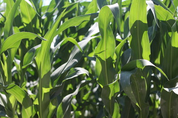 Liść kukurydza zielony