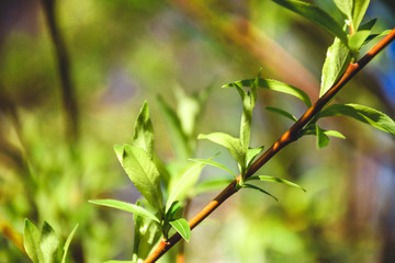 green leaves of tree in spring