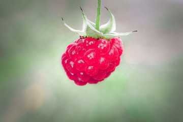 Pink raspberry close up