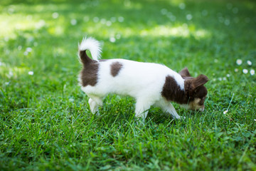 süßer Hund im Garten