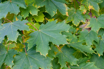 Green maple leaf fills all picture