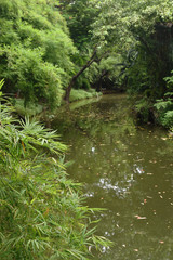 forest and lake beauty nature in park public