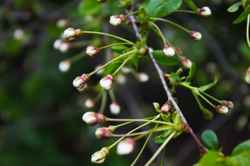 Apple blossoms