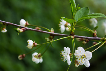 Apple blossoms