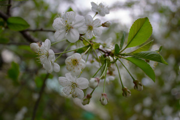 Apple blossoms