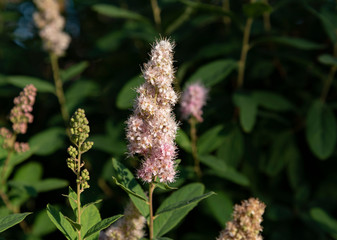 Flower in the garden