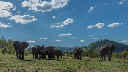 Fototapeta premium African bush elephant in Kruger National park, South Africa