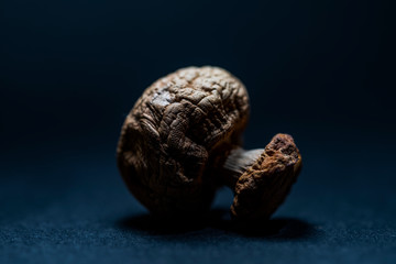 Dry mushroom on dark background
