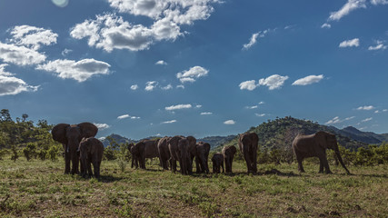 Fototapeta premium African bush elephant in Kruger National park, South Africa