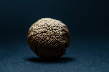 Dry mushroom on dark background