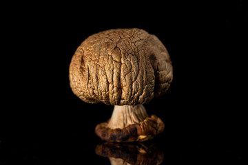 Dry mushroom on dark background