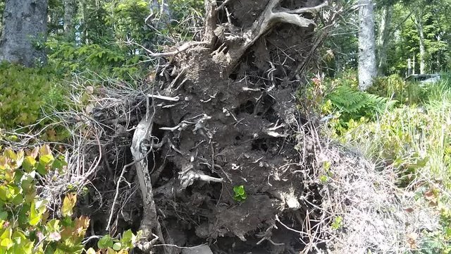 I wonder what could be living in the tunnel of this stump? Is it an tiny animal, or a village of elves or maybe something else?