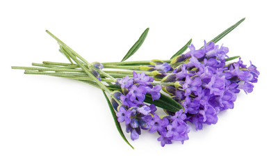 Lavender flowers isolated on white background