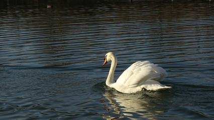 Fototapeta premium Swan floating on a pond