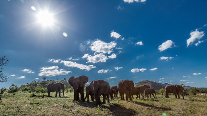 Obraz premium African bush elephant in Kruger National park, South Africa