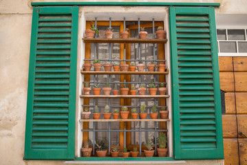 Fototapeta na wymiar window with many succulent pots.
